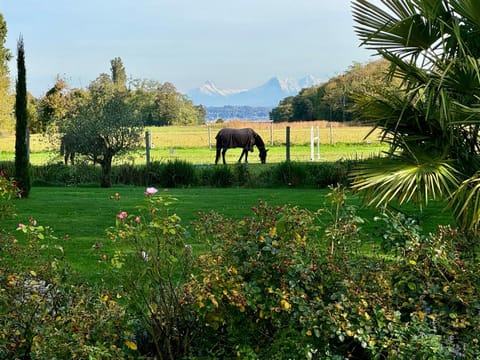 Garden view