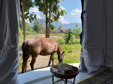 Natural landscape, Horse-riding, Animals, Mountain view