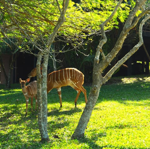 Natural landscape, Animals, Garden view