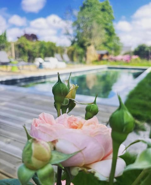 Garden view, Swimming pool, Swimming pool