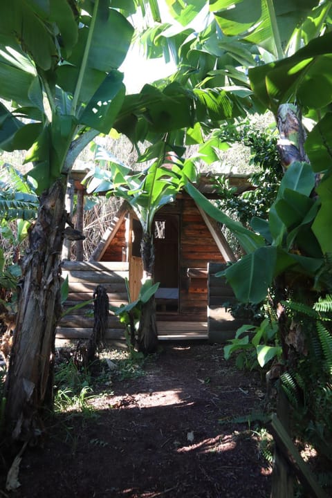 Banana Eco Camp Campground/ 
RV Resort in Azores District