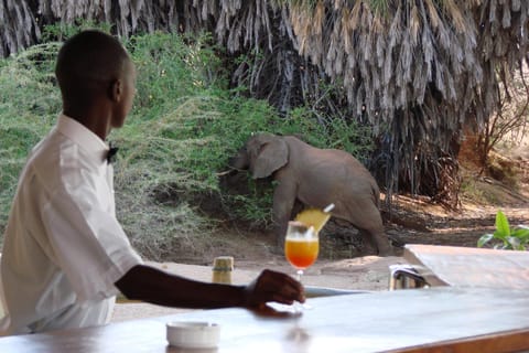 Maneaters Lodge nature in Kenya
