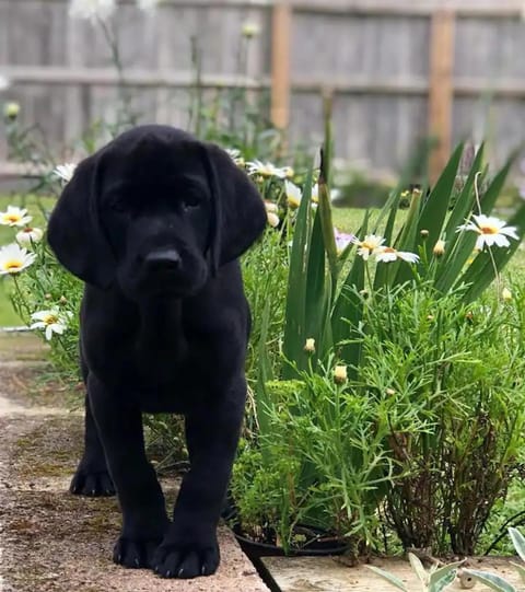 Garden, Pets