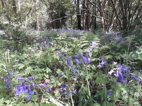 Golden Square Holiday Cottage Apartment in East Devon District