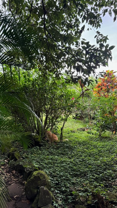 Natural landscape, Garden, Garden view