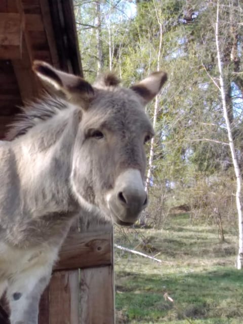 Il noce e la strega Country House in Aosta Valley, Italy