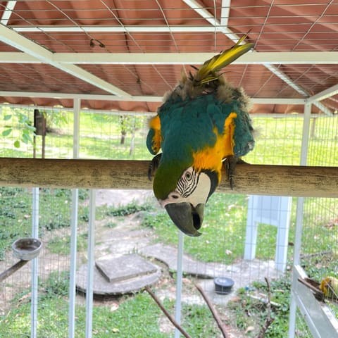 Pousada Sítio Mãe Natureza House in Cachoeiras de Macacu