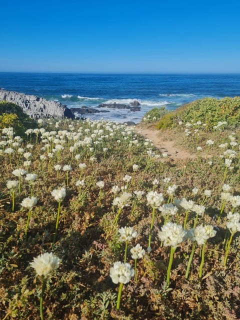 Oceans Loud Villa in Cape Town