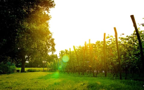 Neighbourhood, Natural landscape, Garden, Sunset