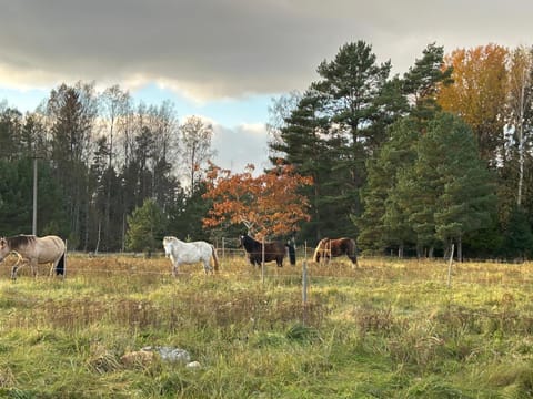 A country house with horses House in Harju County, Estonia