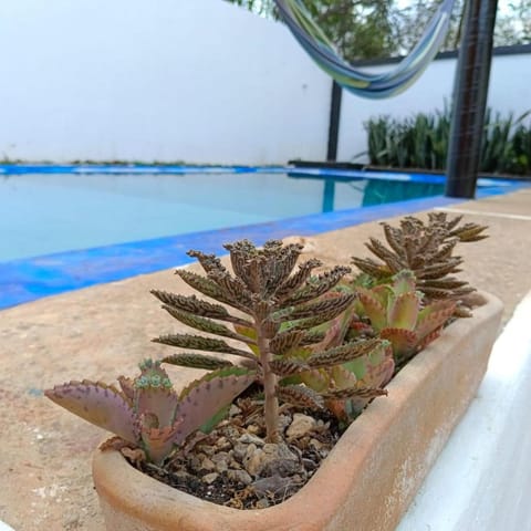 Day, Pool view, Swimming pool