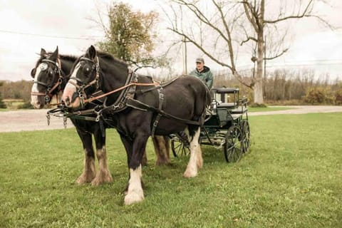 Horse Ranch Farmhouse with Hot tub House in Hamilton