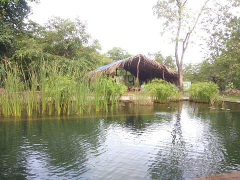 Natural landscape, Swimming pool