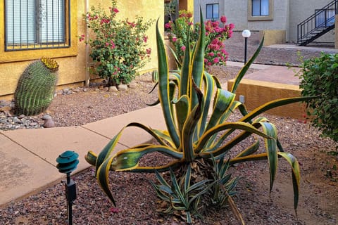 Sonoran Sanctuary Appartamento in Casas Adobes