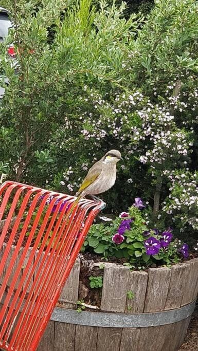 Spring, Garden, Animals, Garden view