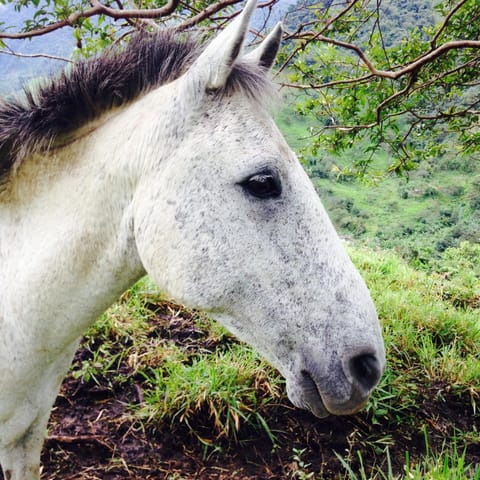 Horse-riding