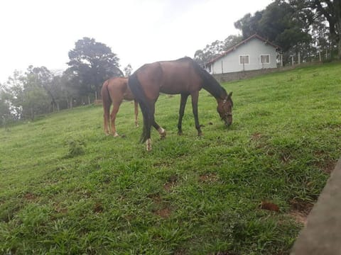 Hospede-se dentro de um Haras Casa in Louveira