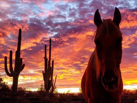 Serene & Secluded - Heart of the Sonoran Desert Bunkhouse Casita Apartment in Scottsdale