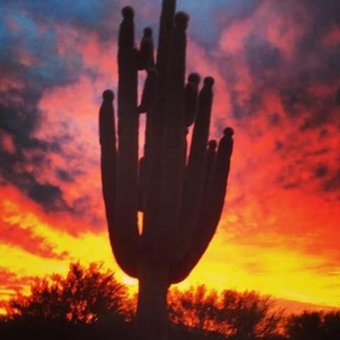 Serene & Secluded - Heart of the Sonoran Desert Bunkhouse Casita Apartment in Scottsdale