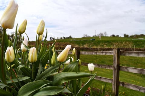 Luxury Self-Catering Apartment Apartment in Pendle District