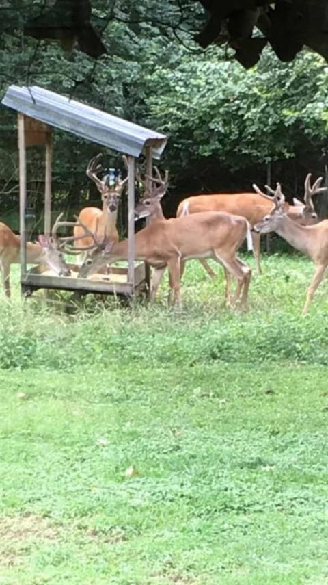 Huge Family Wildlife Retreat Close to the Lake House in Hermitage