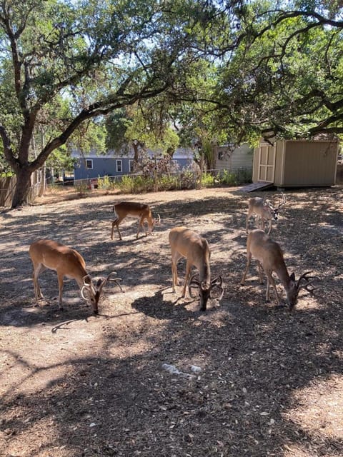 Seventh Haven House in Canyon Lake