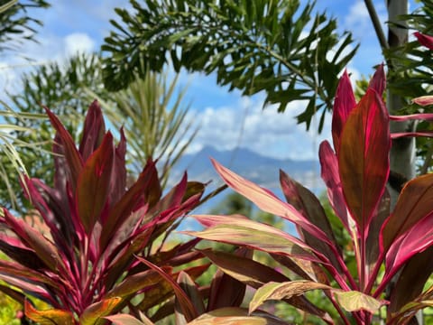 Natural landscape, Garden view, Mountain view, Sea view