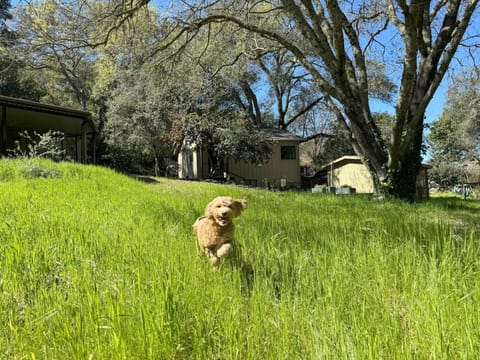 NEW Oak-Encircled Serenity HotTub BBQ HWY12 & 101 House in Santa Rosa