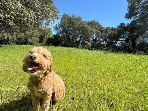 New Oak Haven Dog-Friendly big yard Hwy12 & 101 House in Santa Rosa