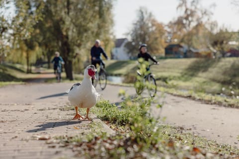 Natural landscape, Hiking, Cycling