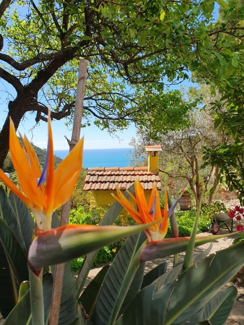 Natural landscape, Garden, Garden view, Sea view