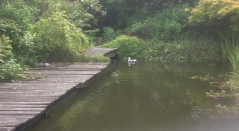 Natural landscape, Garden, Lake view