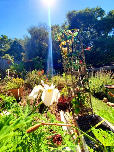 Sparkling Gem Set Between Mountain and Ocean House in Topanga