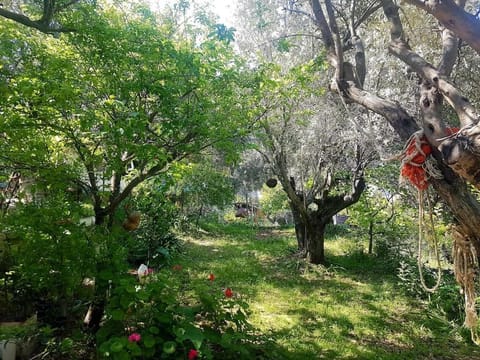 Olive grove mansion - kösedere village House in İzmir Province