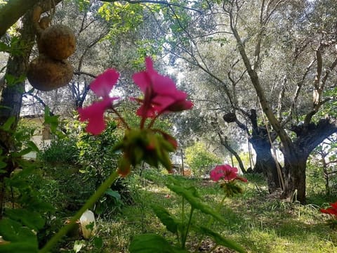 Olive grove mansion - kösedere village House in İzmir Province