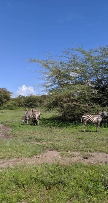 Your Kilimanjaro & Ngorongo Base House in Arusha