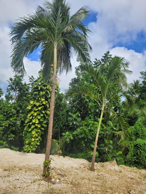 Natural landscape, Garden view