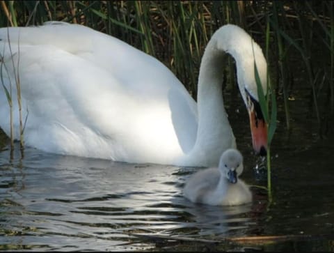 Heathrow Airport Bedfont Lakes 2 Bedroom Apartment Apartment in London Borough of Hounslow