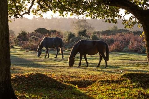 Cosy lodge in New Forest House in New Milton