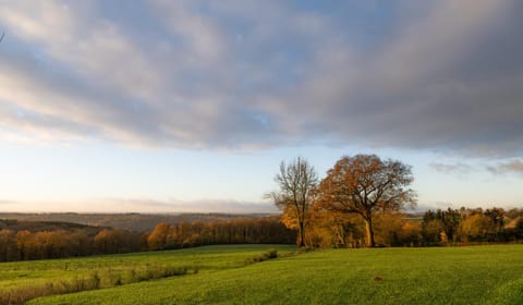 Natural landscape, Garden, Autumn, Garden view