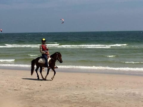 Day, Natural landscape, Horse-riding, Beach, Sea view, children