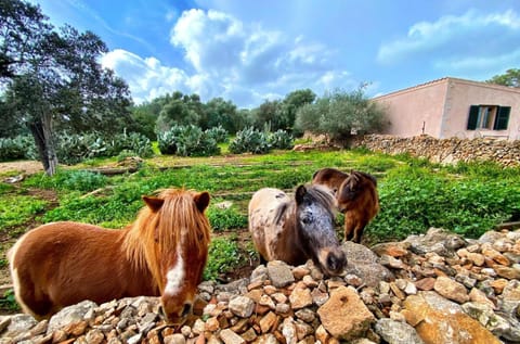 Finca Agroturismo Sa Cova den Borino Farm Stay in Migjorn