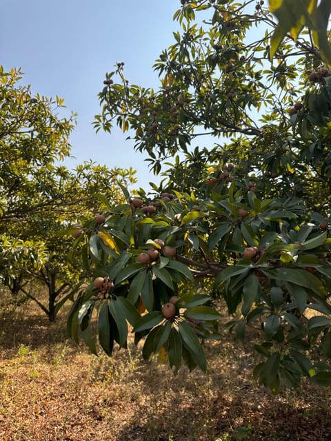 PN Farm Villa Villa in Hyderabad