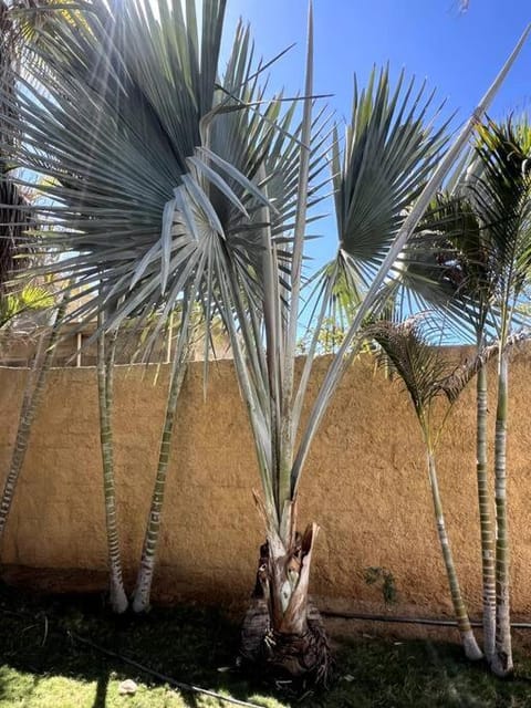 Paraíso de Palmas House in Todos Santos