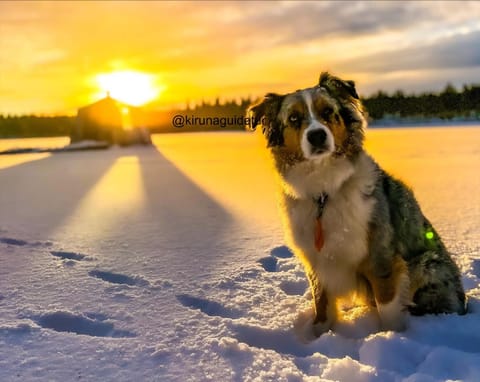 Natural landscape, Winter, Pets, Sunrise