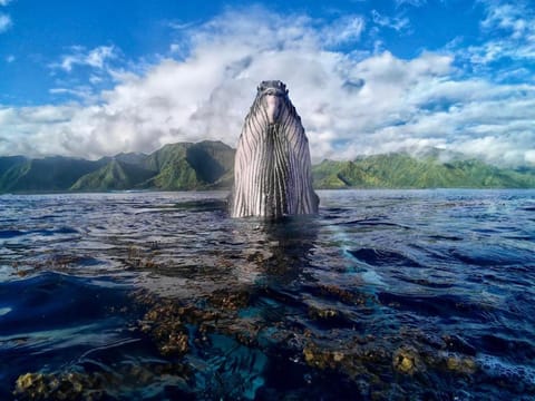 Nearby landmark, Snorkeling, Snorkeling, Beach, Diving