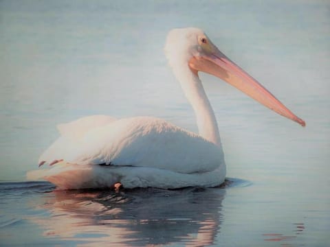 White Pelican A-1 Sunset views Apartamento in Cedar Key