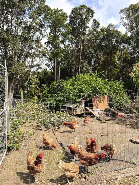 Garden, Breakfast