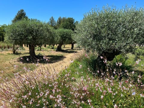 Mas de Cassiathea Villa in Bonnieux