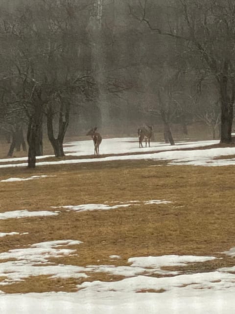 Natural landscape, Winter, Animals